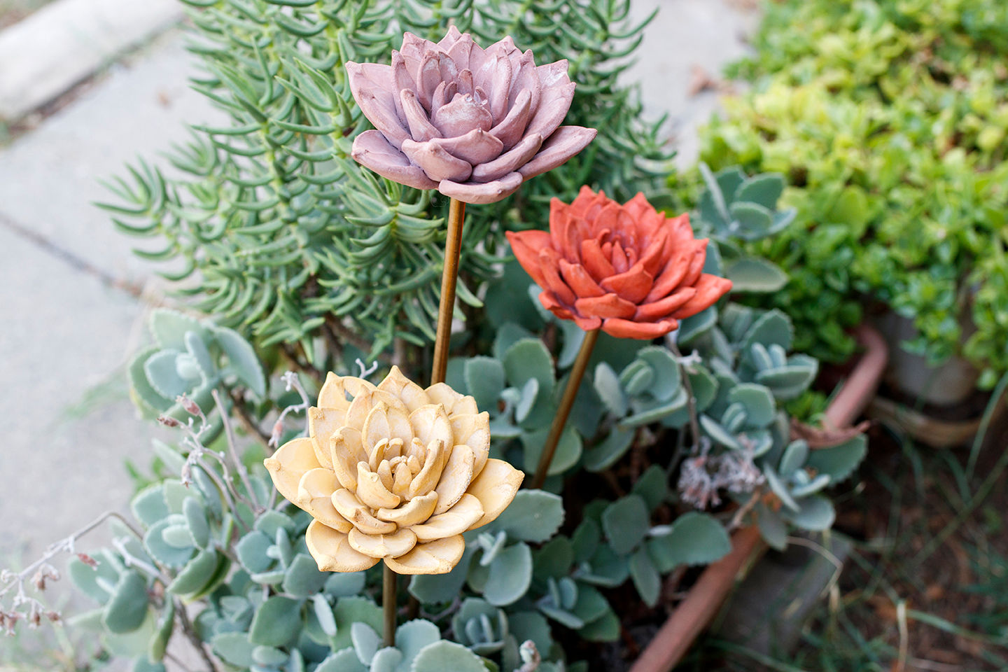 Koncrita | פרחים נצחיים לגינה