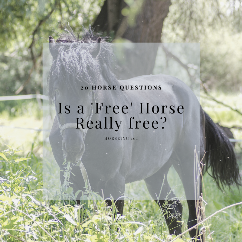 My Most Frequently Asked Question Can I get a horse for free?