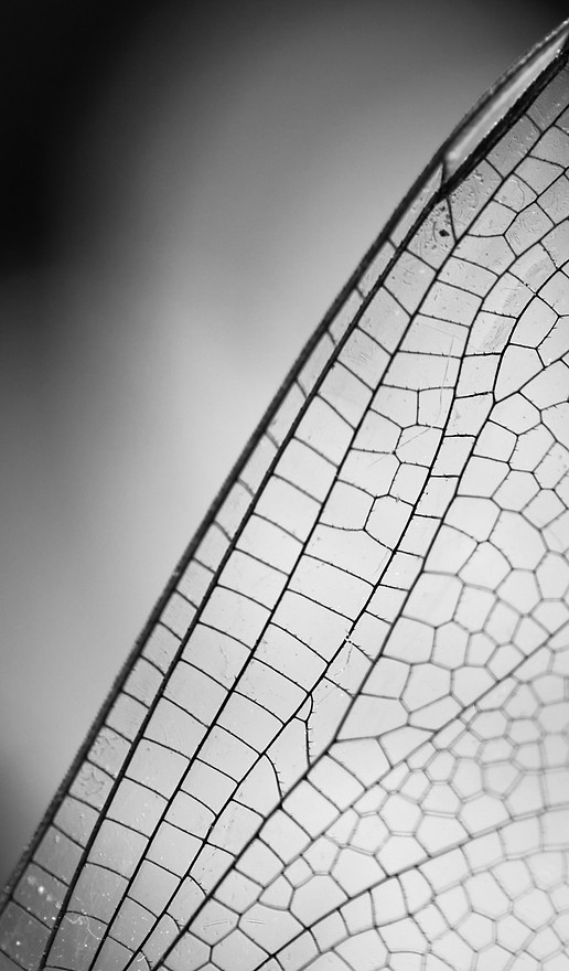 Maddi Miller The Wings Collection