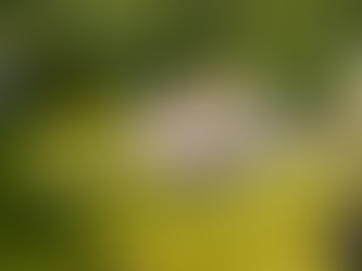 Beautiful new roof GAF Timberline HDZ 50 year roof in Golden Harvest completed in Wading River, NY