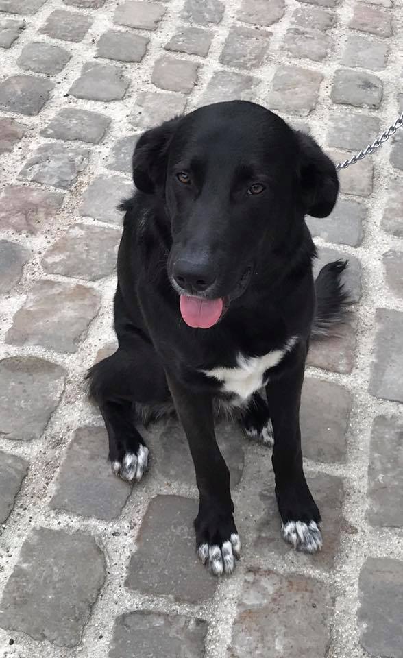 Mikado, jeune chien de 9mois adopté