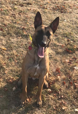 44368378_1936561079723859_60222130901483