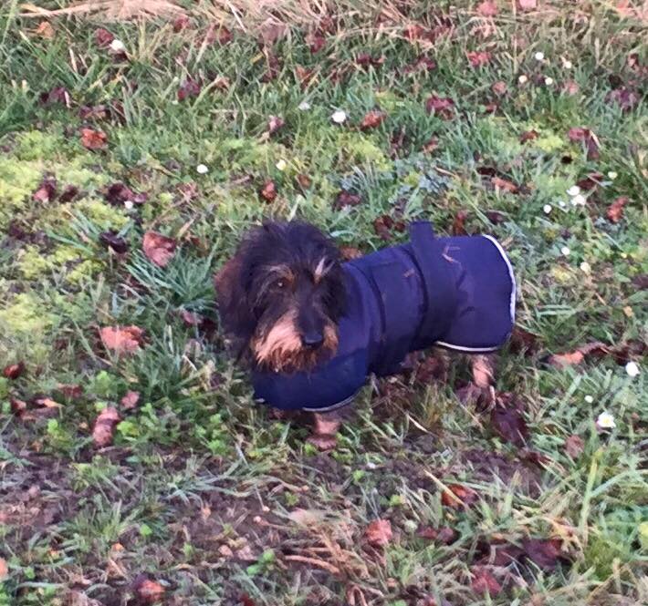 Gunter, Teckel 5ans