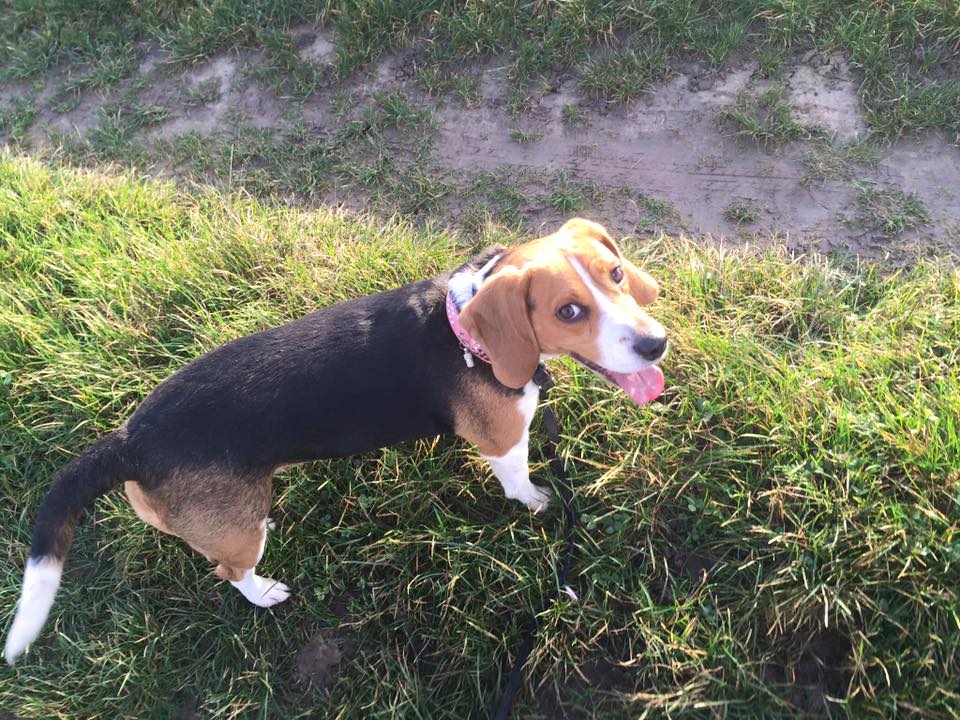 Fidji, Beagle 5ans