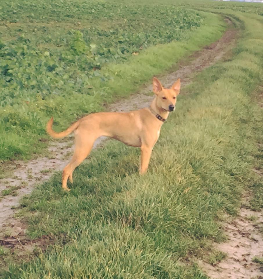 Lula, chienne de la SPA,1an