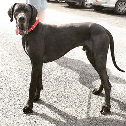 Ipso,Dogue Allemand 2ans