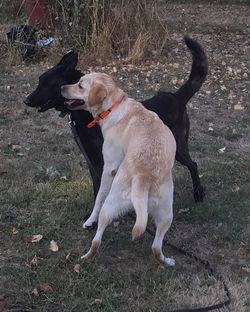 39588993_1860969770616324_19493103479742