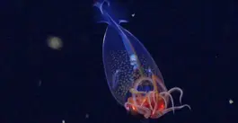 First-ever footage captured of a live colossal squid