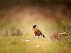 Procrastination Can Be Costly in Exempt Market Investing 