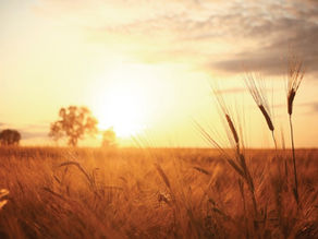 Invictus Farmland Fund I, une approche axée sur les agriculteurs pour investir dans les terres agricoles canadiennes