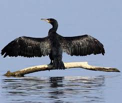 Regione Lombardia: Si all'abbattimento dei Cormorani