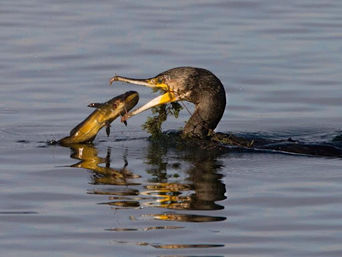 Roberto Ripamonti: Fermiamo i cormorani.
