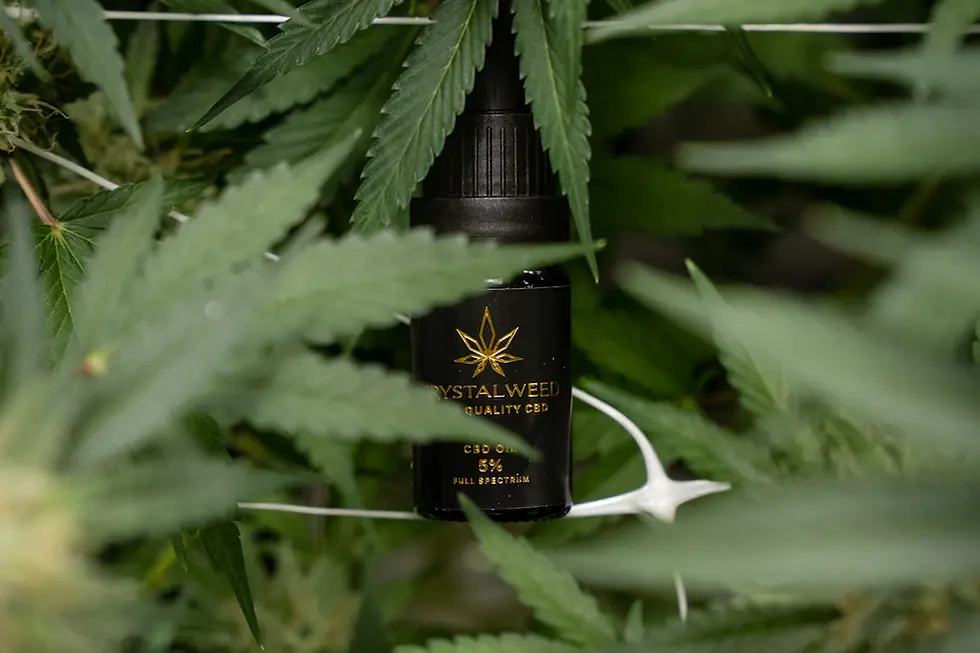 The Therapeutic Benefits of Cannabis Oils and Tinctures