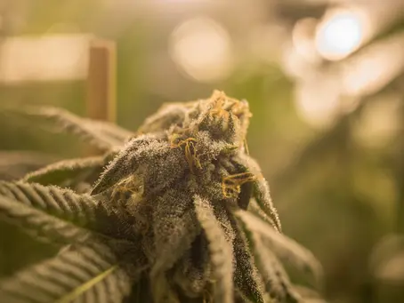 The Surprising Benefits of Microdosing Cannabis for Wellness