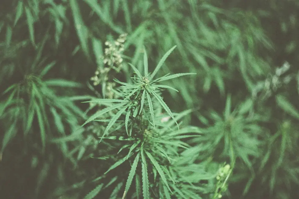 Elevate Your Mindfulness: How Cannabis Enhances Meditation