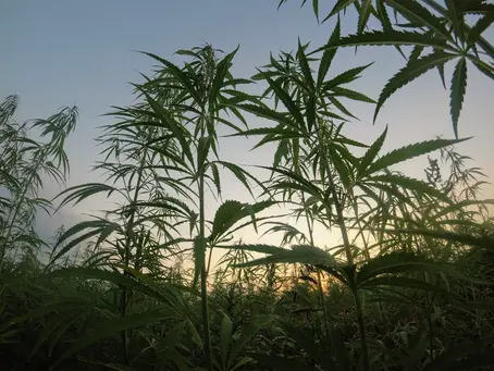 Navigating the Cannabis Buzz: Myths vs. Facts