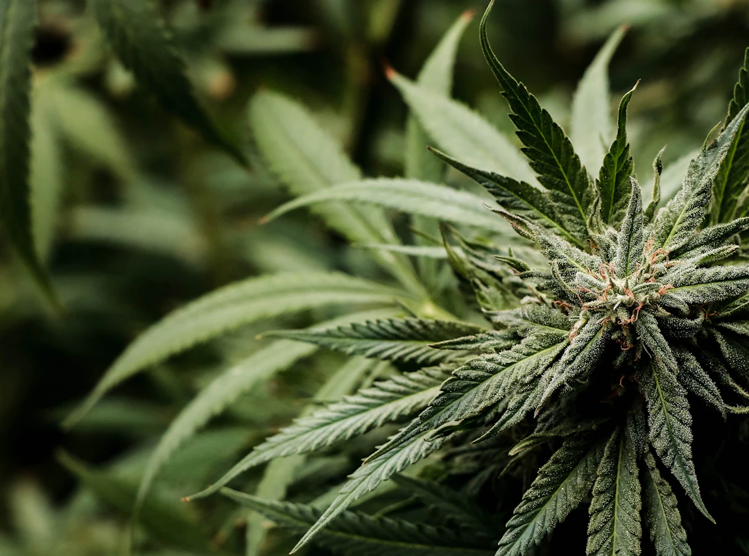 Cannabis and Athletes: Performance and Recovery Insights