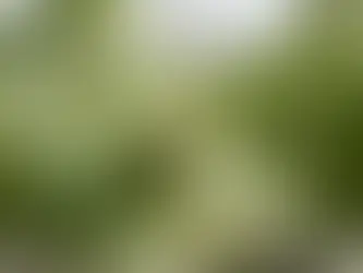 Debunking Myths: The Truth About Cannabis and Your Health