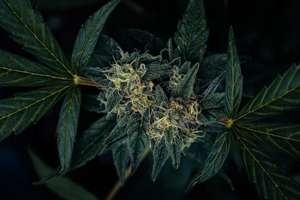 Exploring Cannabis' Impact on Chronic Pain