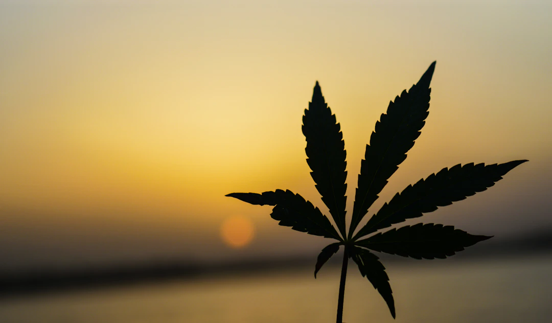 The Connection Between Cannabis and Spiritual Well-being