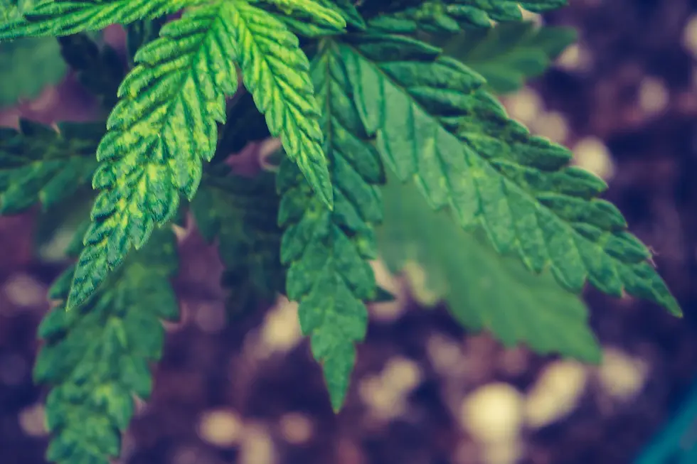 Exploring the Impact of Cannabis on Gut Health