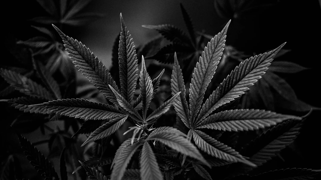 The Benefits of Microdosing Cannabis for Wellness