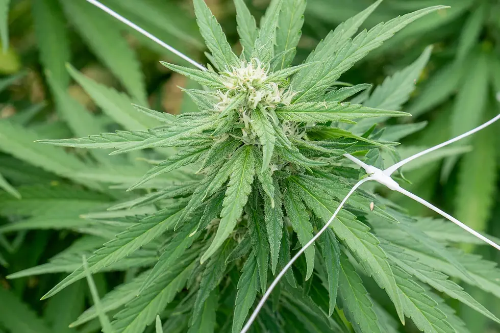 Navigating the Legal Landscape of Medical Cannabis: What You Need to Know