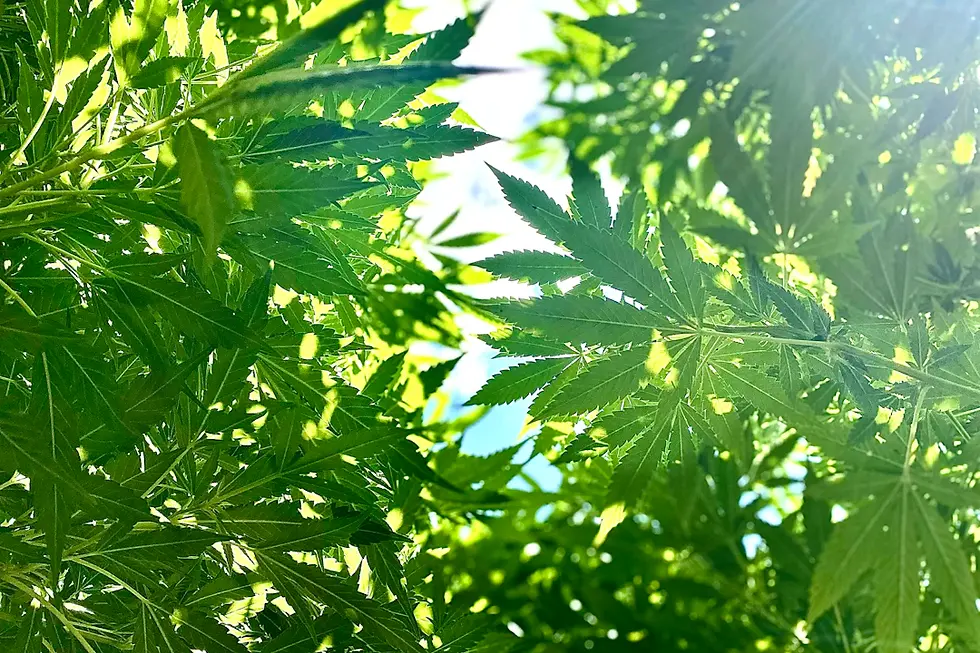 Incorporating Cannabis into a Holistic Health Routine