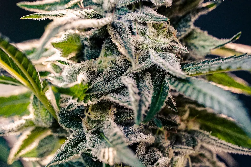 The Remarkable Journey of Cannabis in Medicine