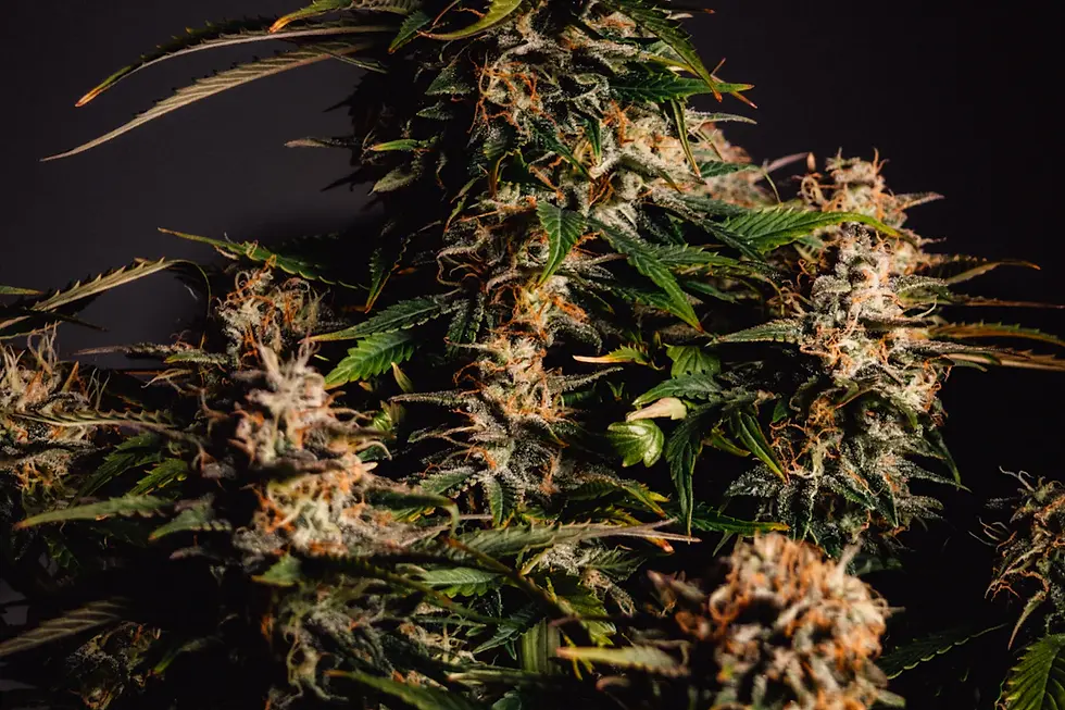 The Remarkable Journey of Cannabis in Medicine