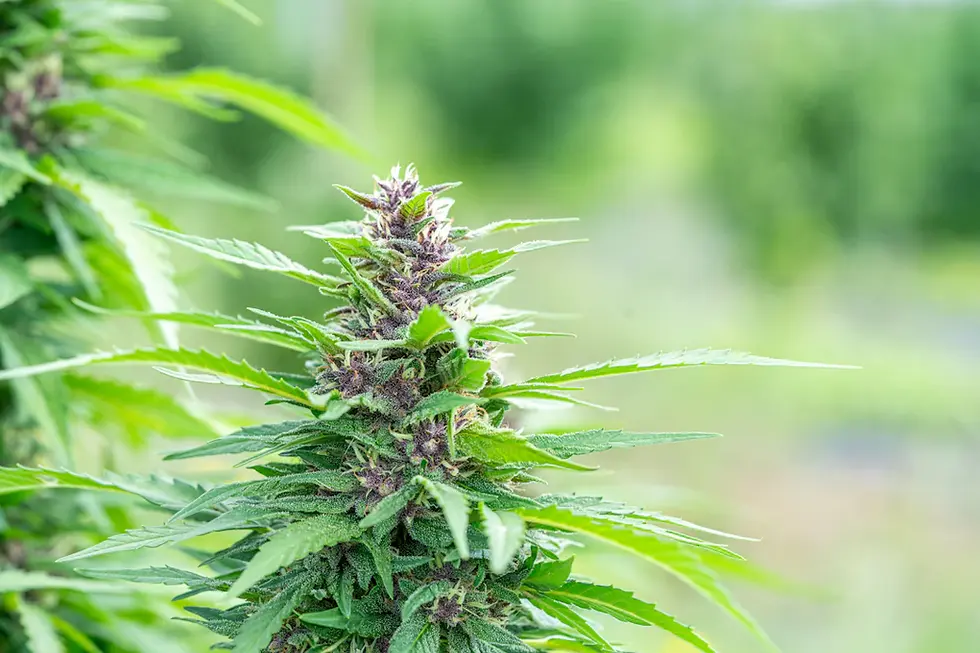 Discovering the Dance: How Cannabis Interacts with the Endocannabinoid System