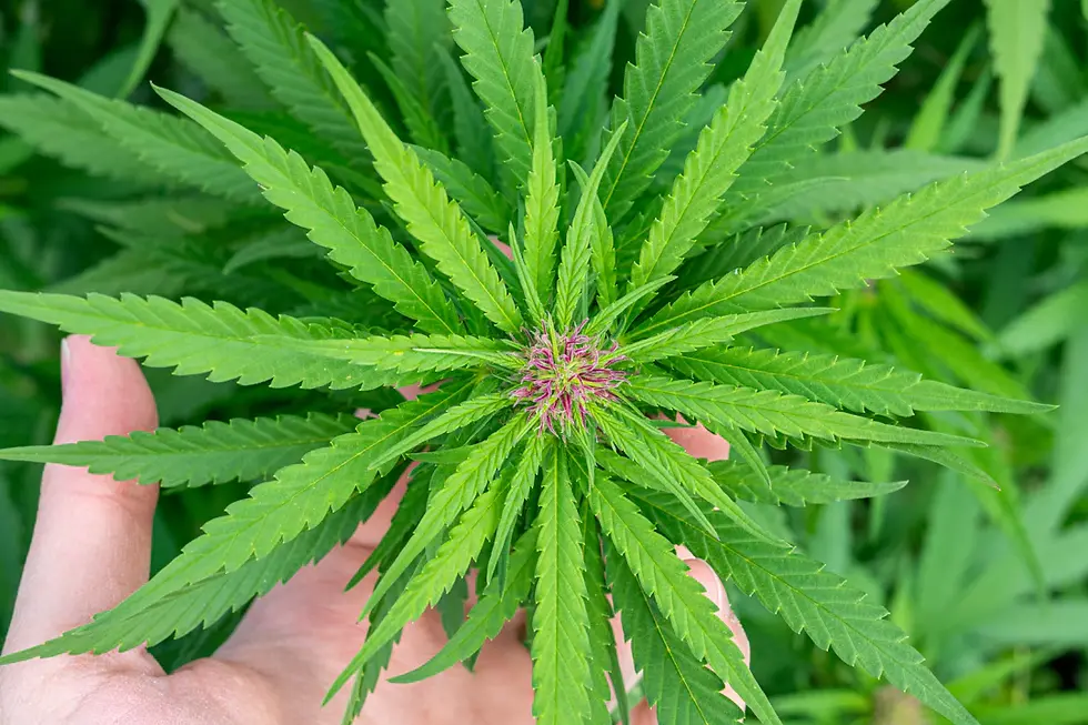 The Effects of Cannabis on Mental Health: A Comprehensive Review