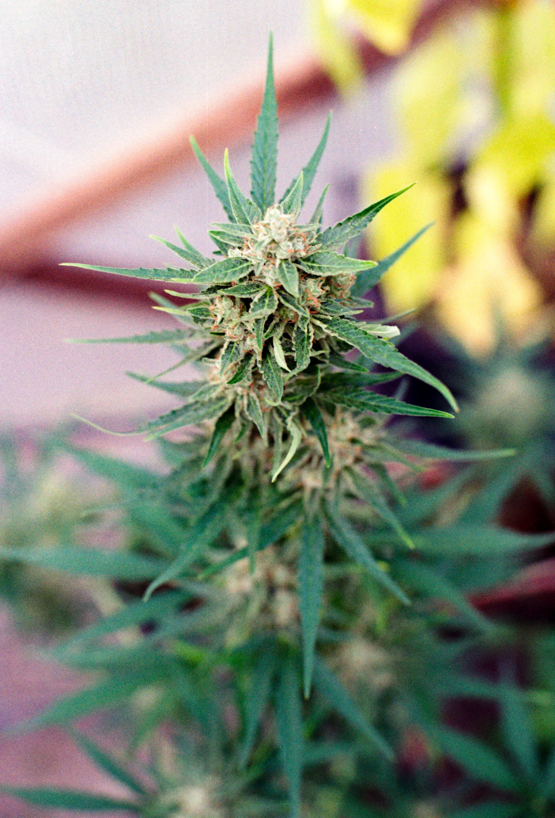 The Future of Cannabis Research: What’s on the Horizon?