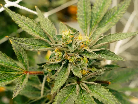 Cannabis and Inflammation: Uncovering the Healing Power of Nature