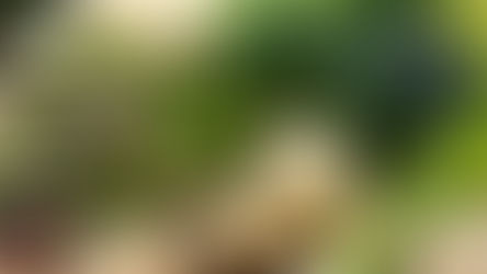 Capitalizing on Seasonal Produce: Boosting Sales with Asparagus, Broccoli, and Cauliflower