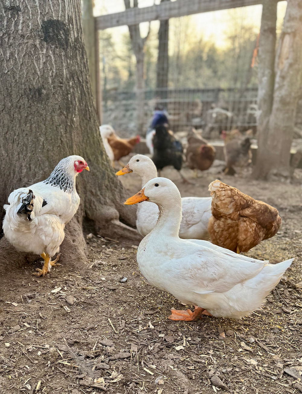 Chickens and Ducks of Harvest Hills Homestead