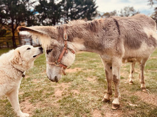 Welcome to Harvest Hills Homestead Blog