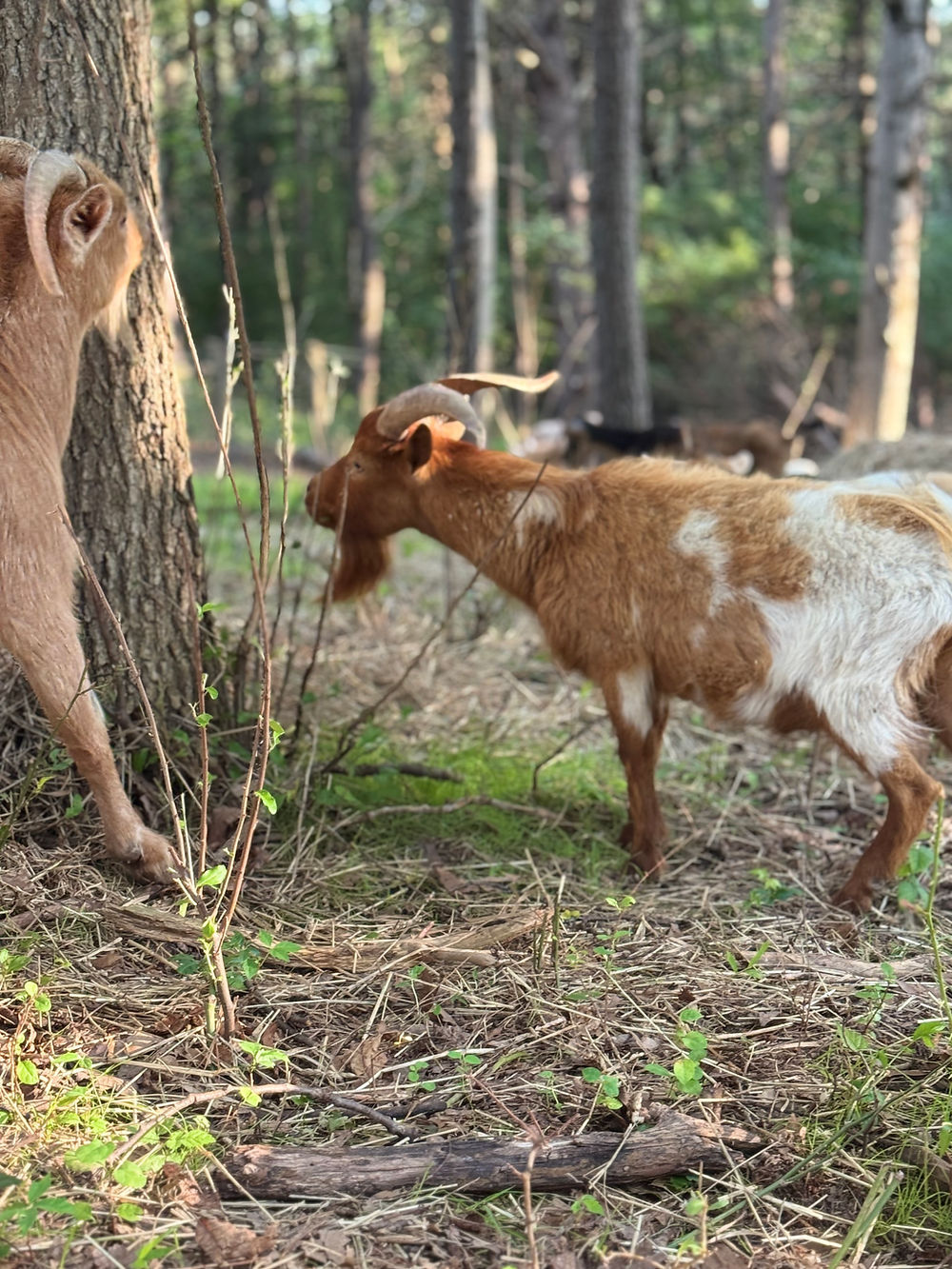 Goats in woodland Pasture at Harvest Hills Homestead
