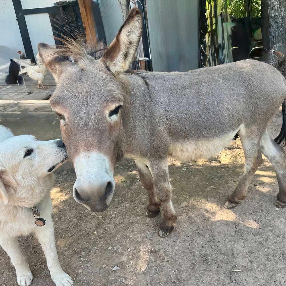 Riley the Great Pyrenees with Frank the Mini Jack Donkey at Harvest Hills Homestead