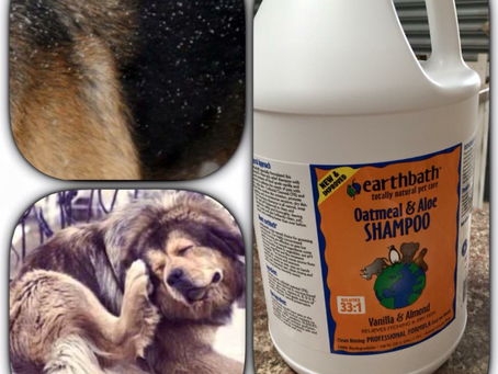 great shampoo for sensitive skin