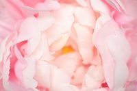 Soft focused on petal of pink flower abstract background..jpg