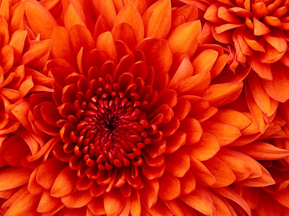 ree
