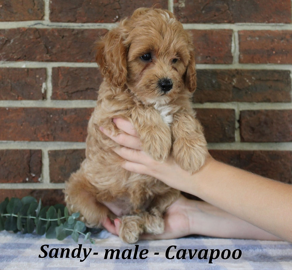 Sandy (2)