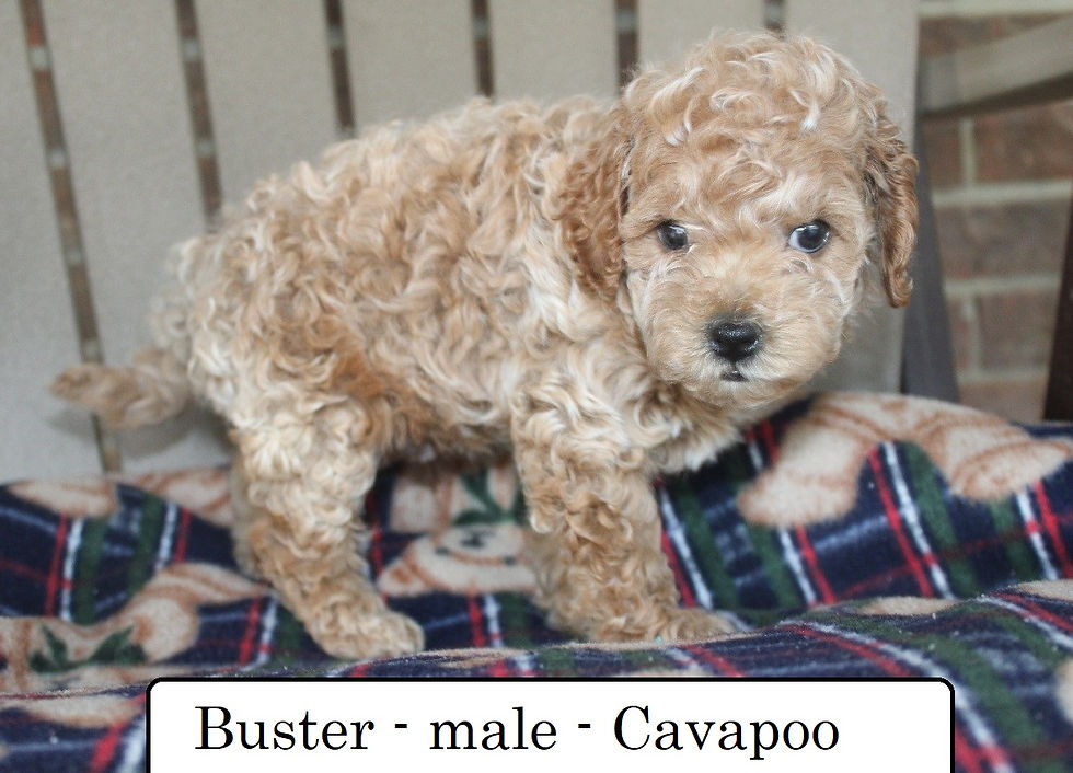 Buster3