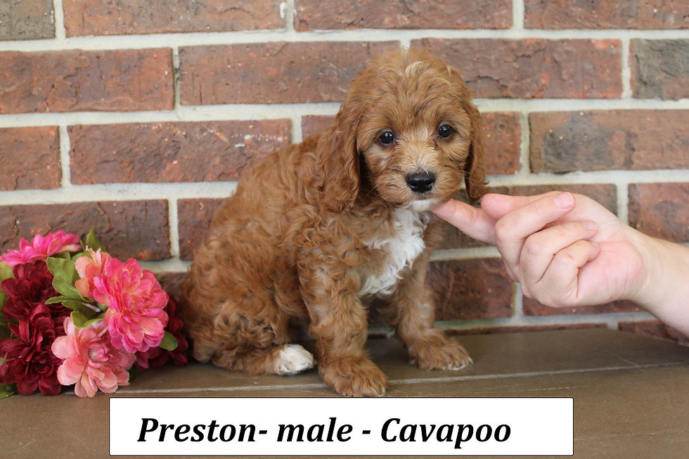 Preston (4)