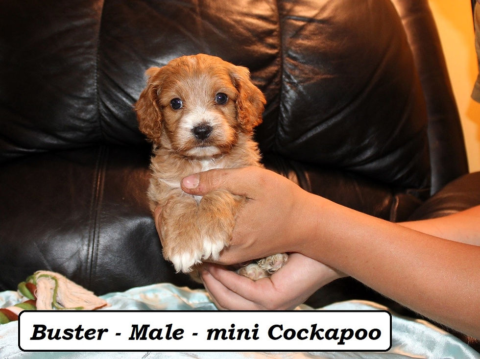 Buster (5)