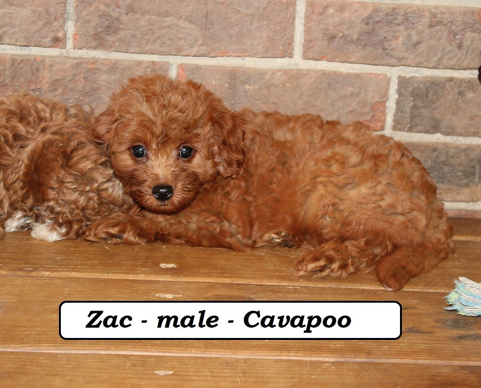 Zac (4)