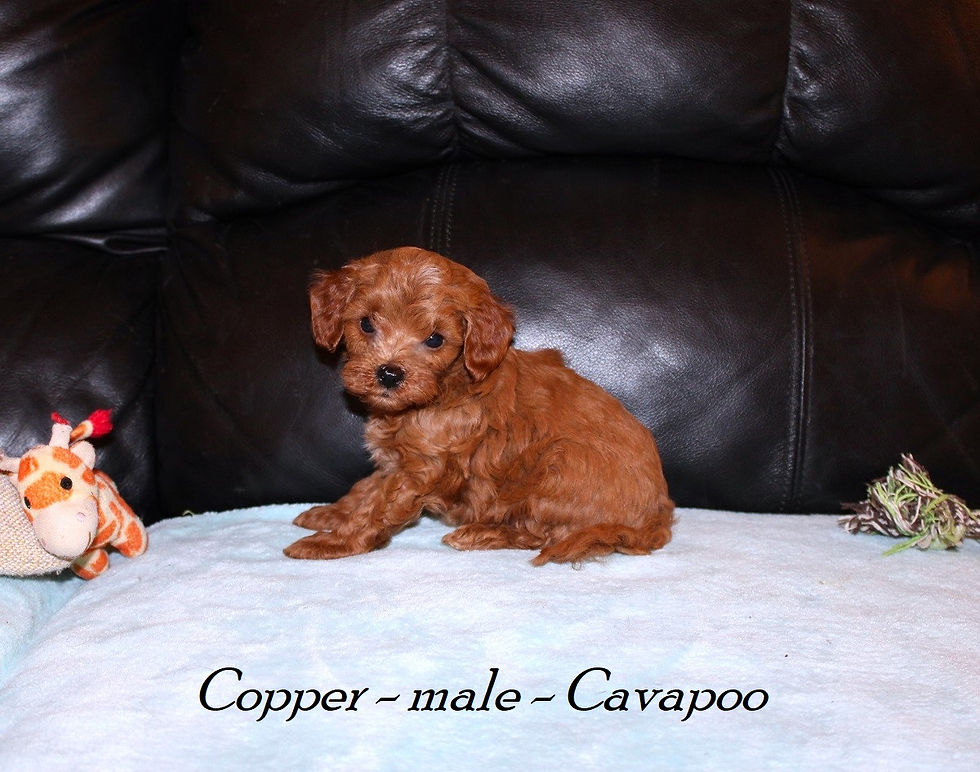 Copper (3)