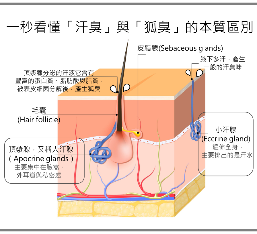 汗臭與狐臭的差別