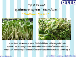ทานตะวันงอก นั่นดีอย่างไร ?!?